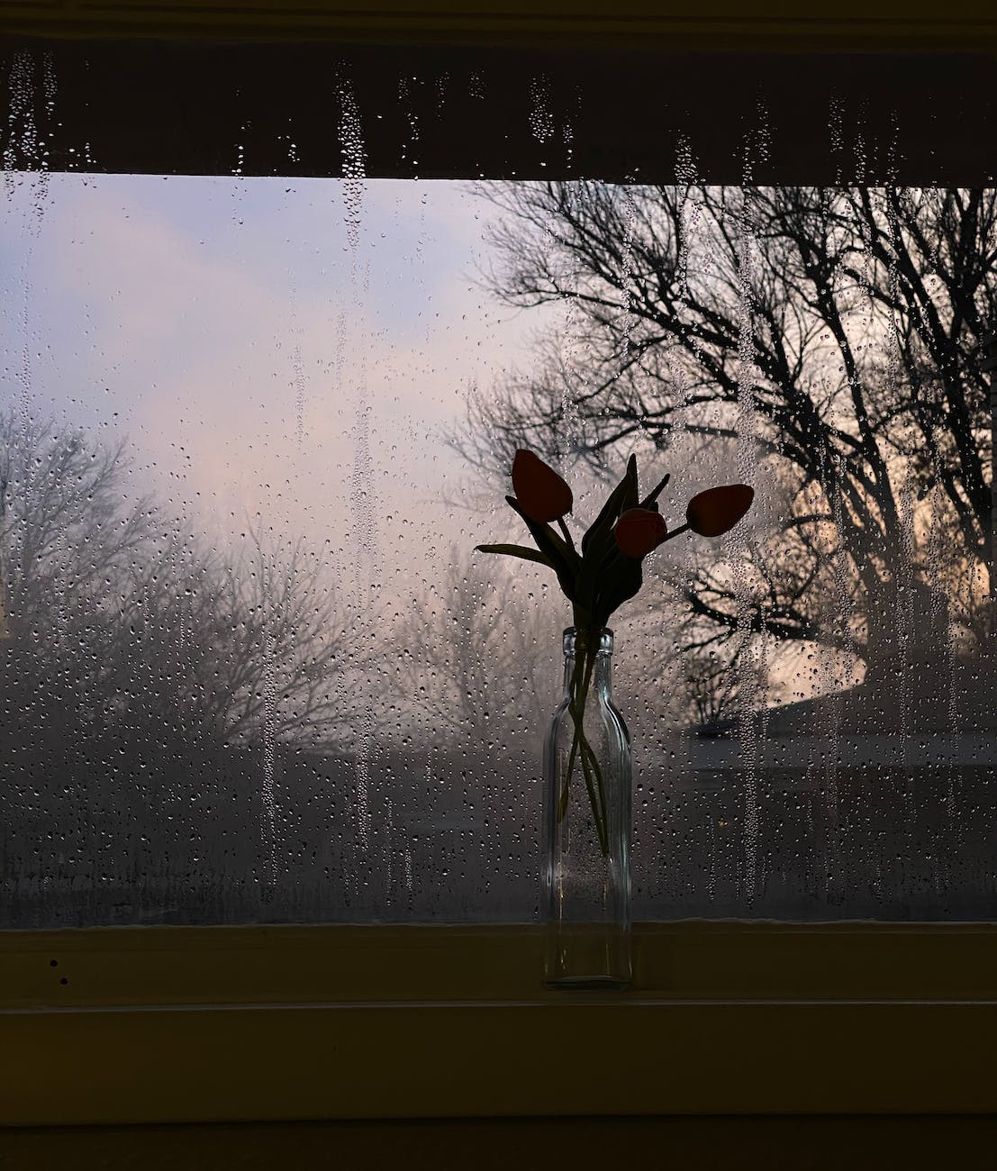 blooming tulips placed near window during rain
